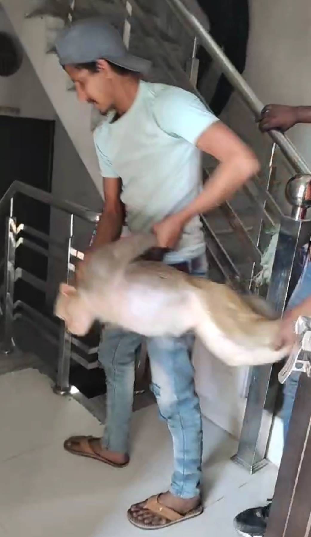 helpless animal will be caught in Fatehabad for Rs 920