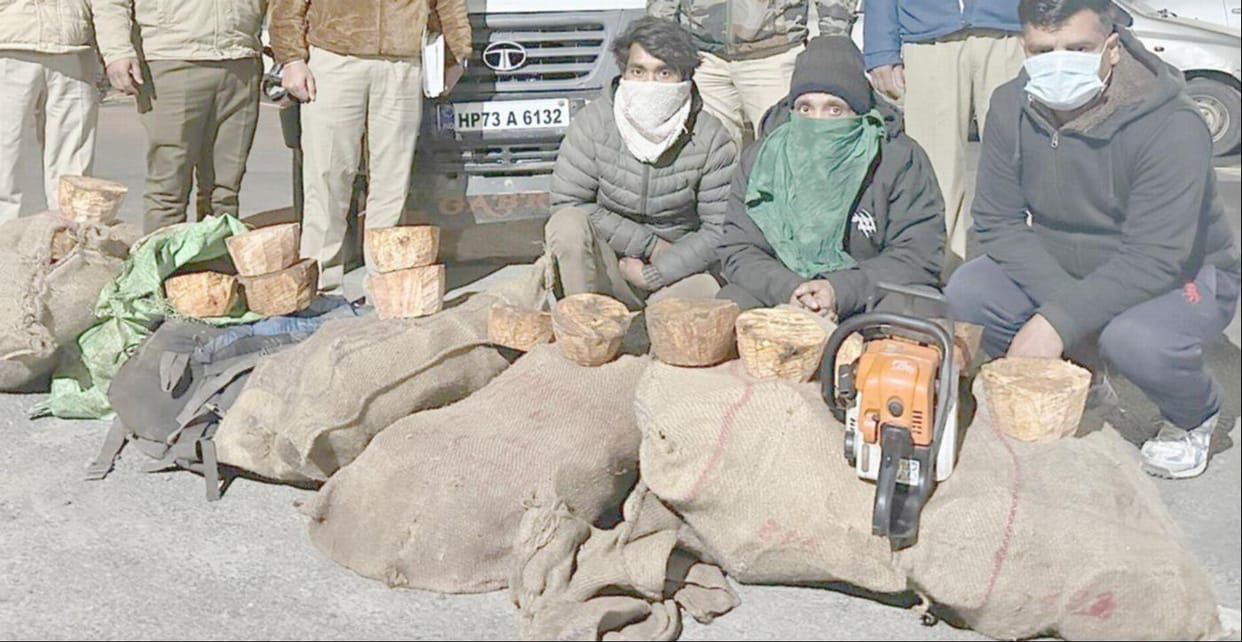 Three people caught with 163 bales of maple tree