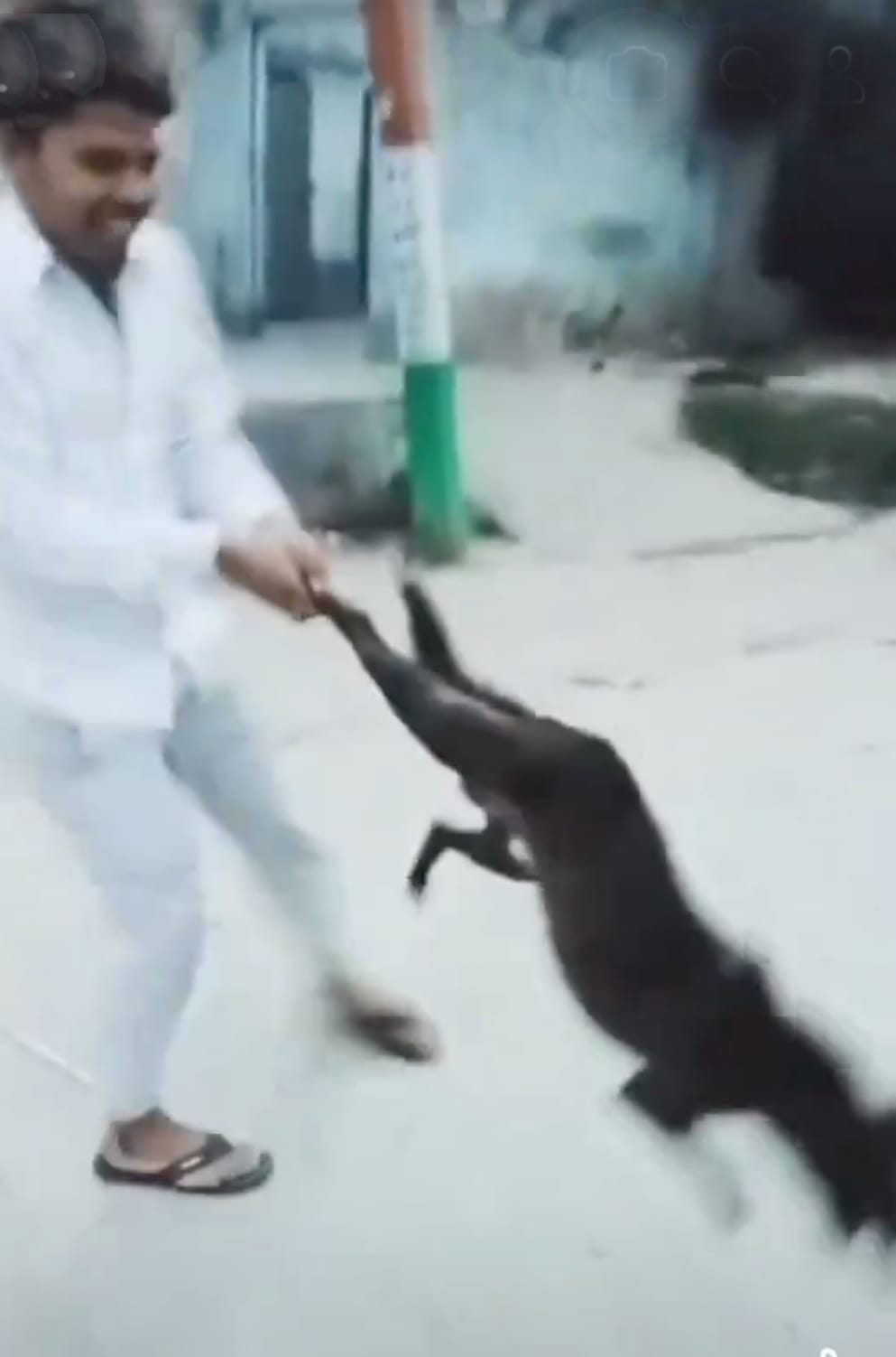 Video of cruelty to dog goes viral, accused arrested