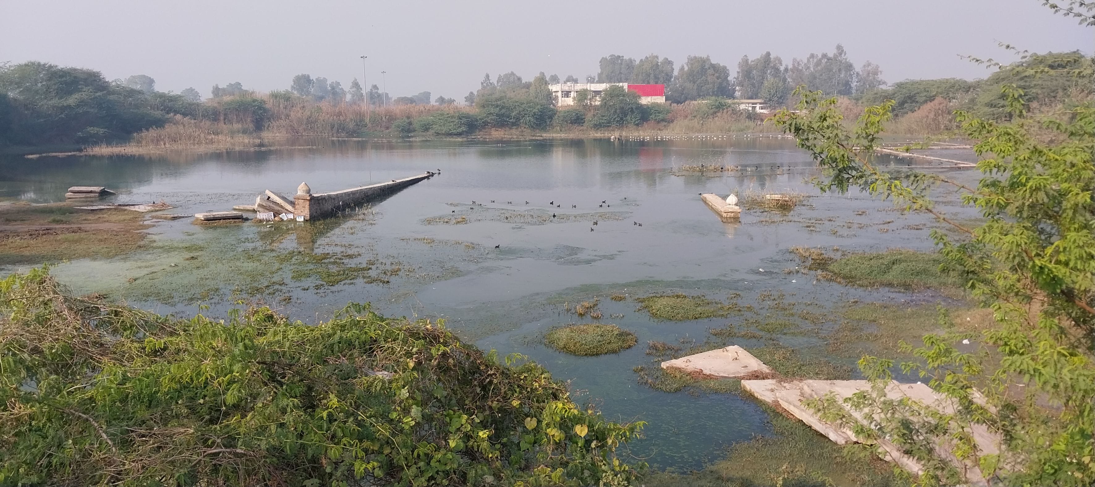 Beautification work of 75 percent ponds completed