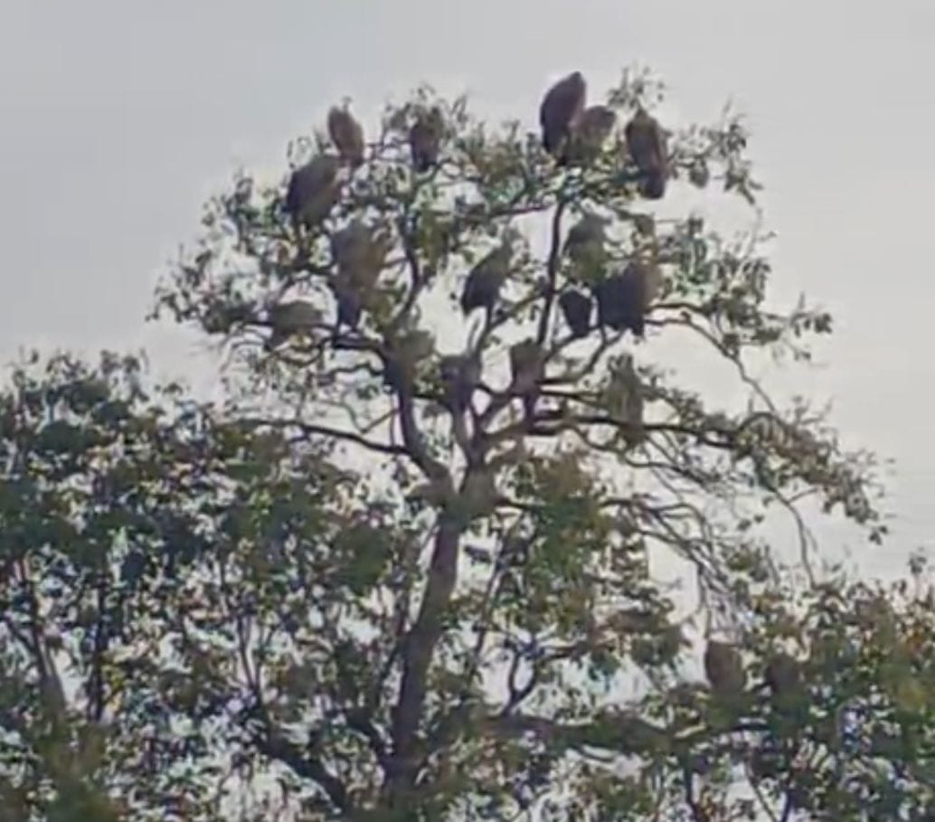 A flock of vultures seen in Khatima after decades