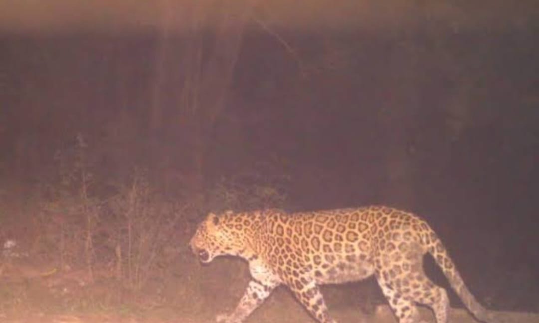 Villagers in panic after seeing two leopards in the forest of Bunta village