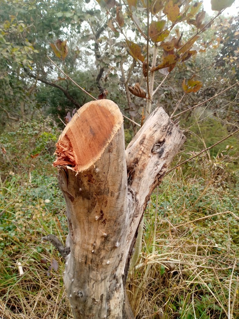 Well-sheesham trees were cut, reply sought from the ranger