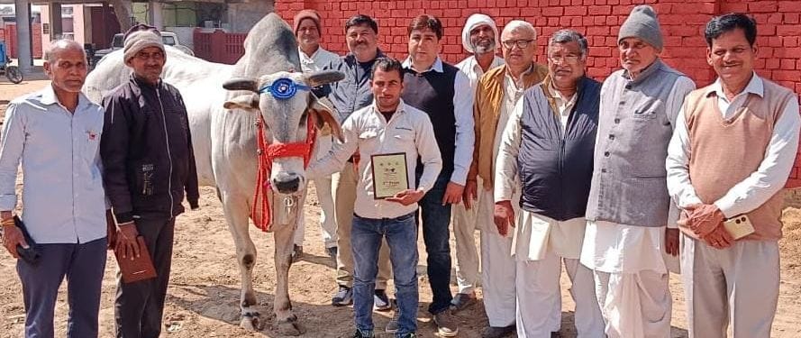 Cow and Nandi won prizes in animal exhibition