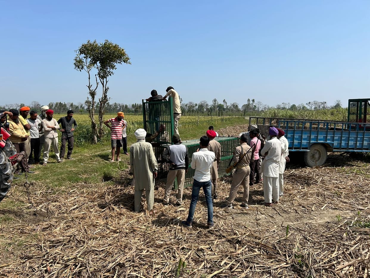 Tiger entered village, killed two animals