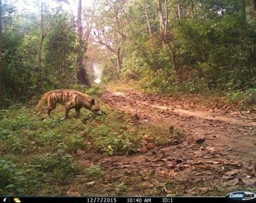 Ramnagar News: Lakadbaggha extinct from Corbett Park