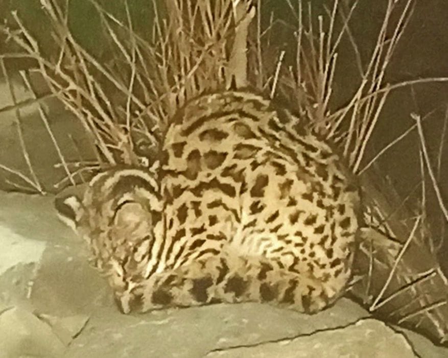 In the village adjacent to Mitiya

People scared of showing leopard cat