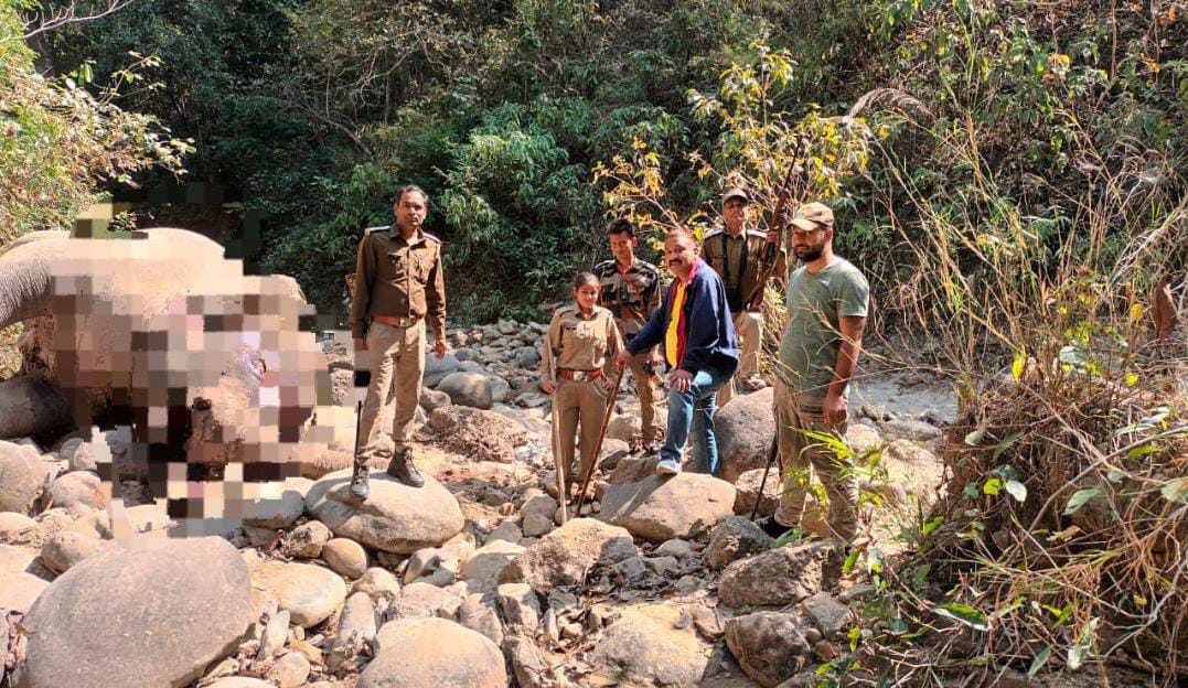The elephant's body was found in the forest of Dhela