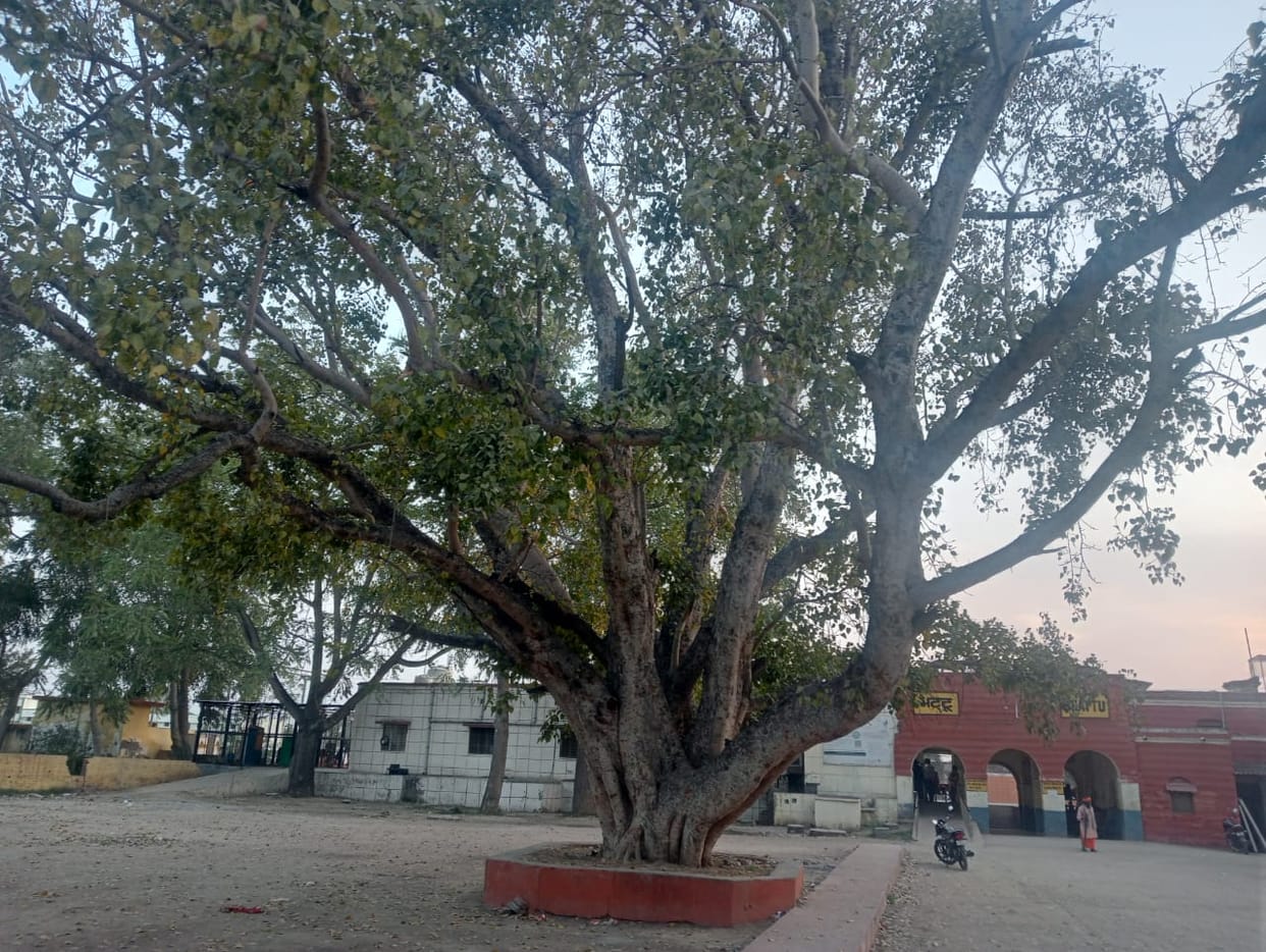 Prana Vayu deity will be discovered again, forest department will survey for the second time