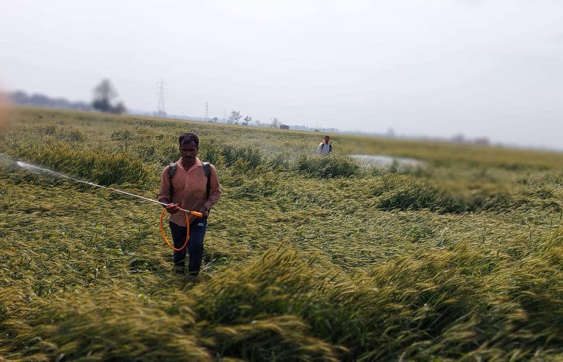 Fluctuations in weather have become a problem for farmers, now the fear of diseases affecting wheat crops is troubling them.