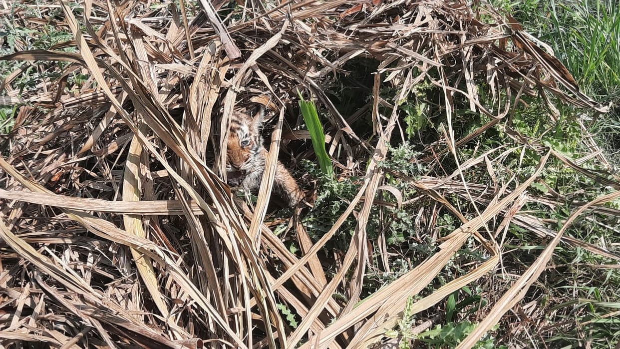 Tigress with cubs attacks laborer preparing sugarcane seeds