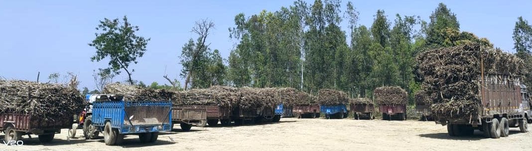 Sugarcane farmers have to wait for weighing