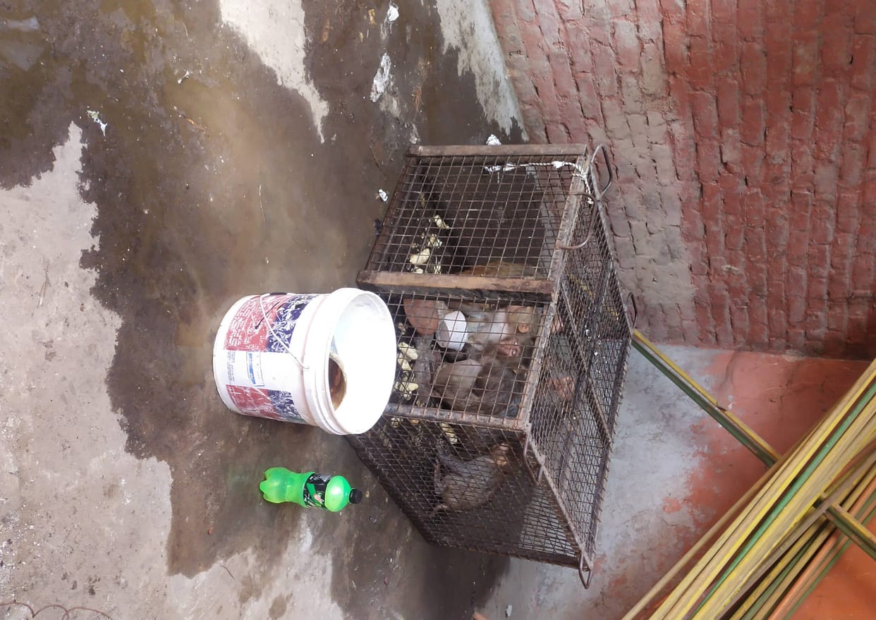Tender for sterilization and vaccination of dogs entangled in conditions