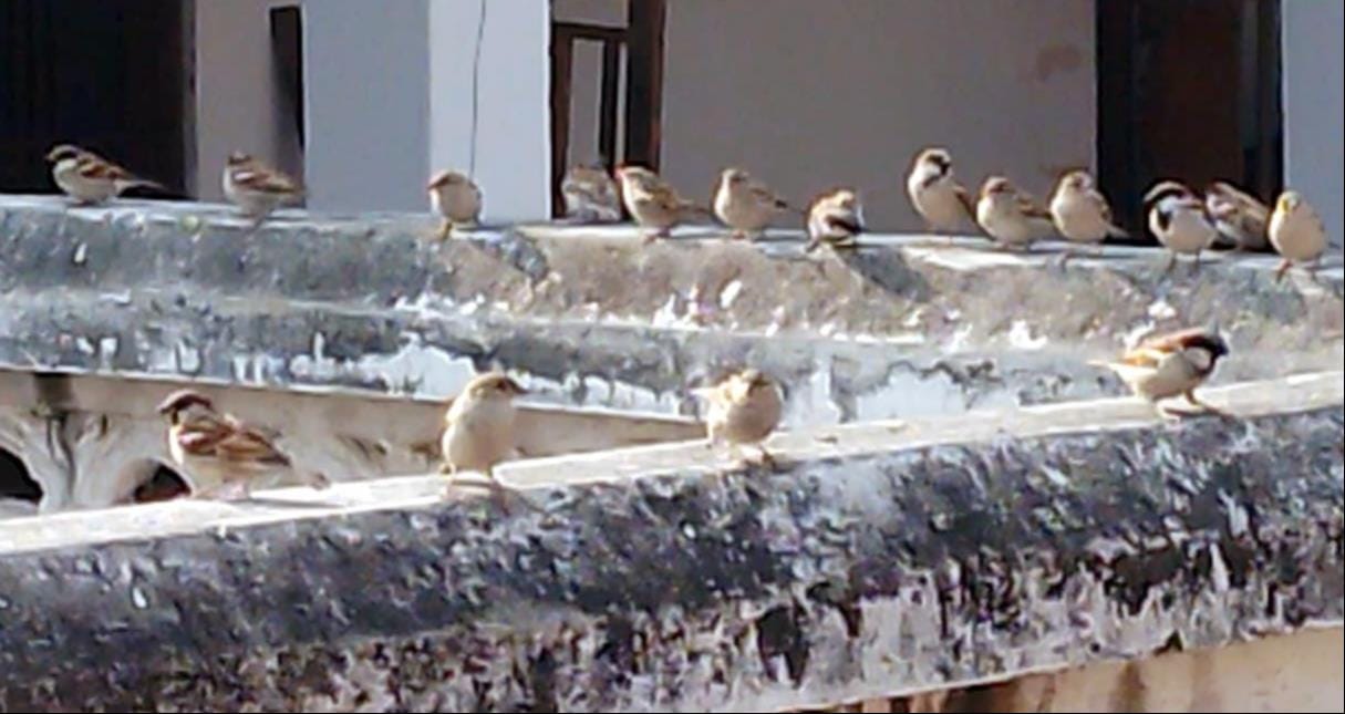 Birds' home in the mansion of humanity
