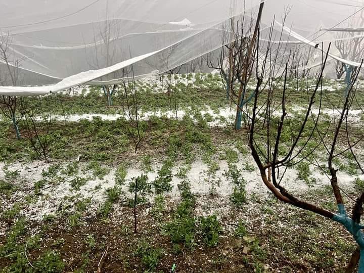 Heavy damage due to hailstorm in Bagsyad area, gardeners disappointed