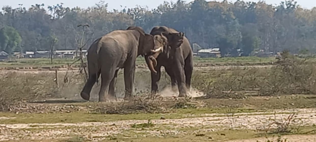 Makhana elephant in search of water clashes with Tusker elephant