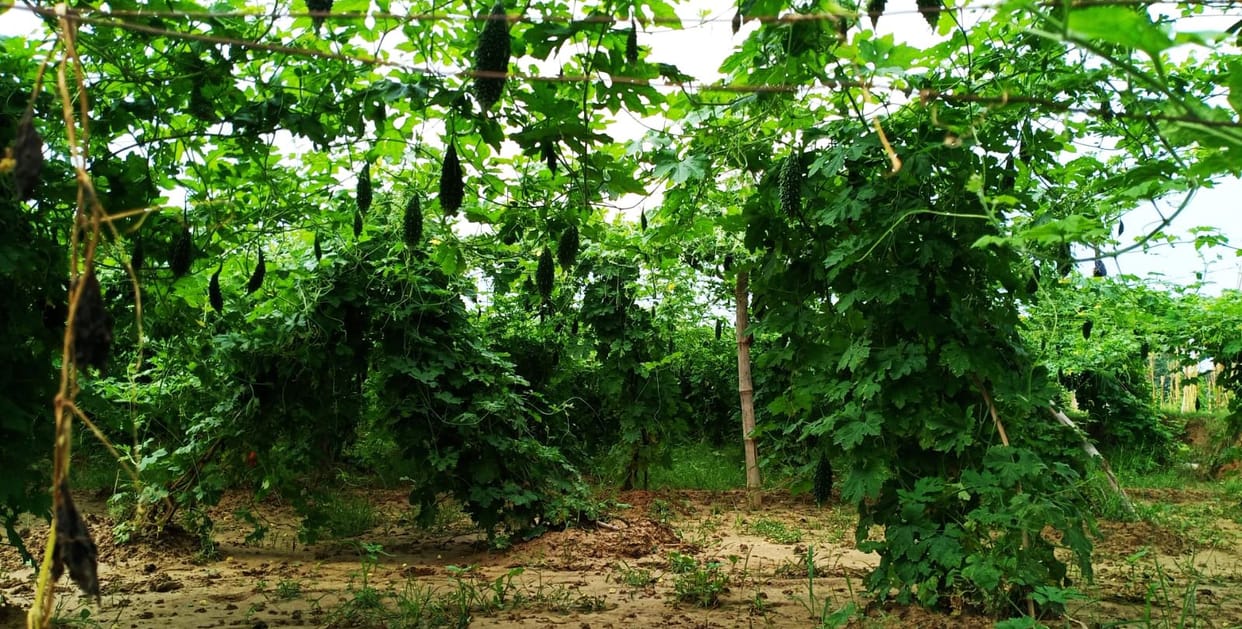 Bitter bitter gourd will add sweetness to the lives of farmers
