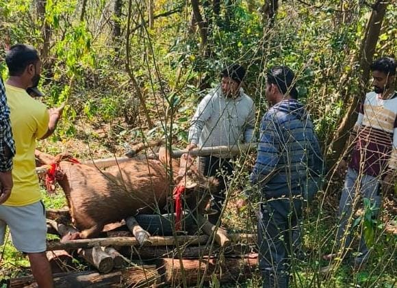 Dead Sambhar found in Karot Panchayat