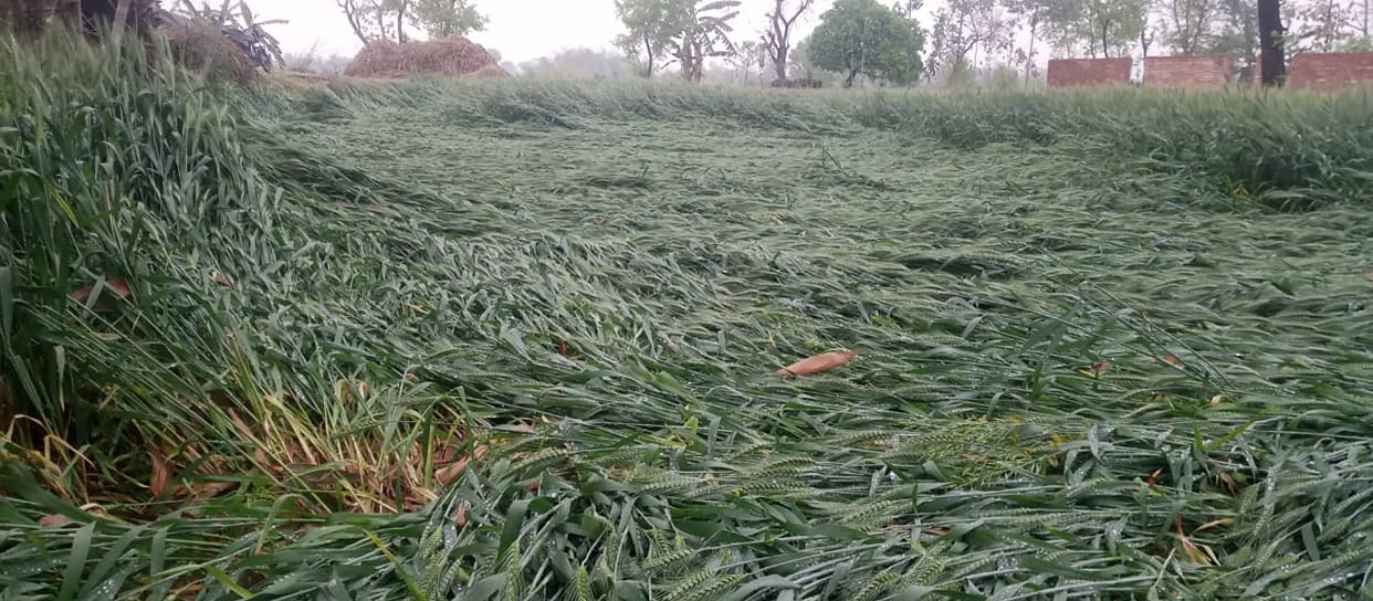 Sugarcane and wheat crops are grounded...huge damage to oilseeds and pulses.
