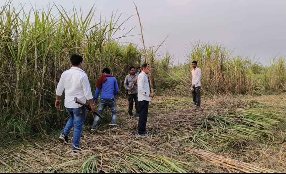 Tigress with cubs in sugarcane field...panic