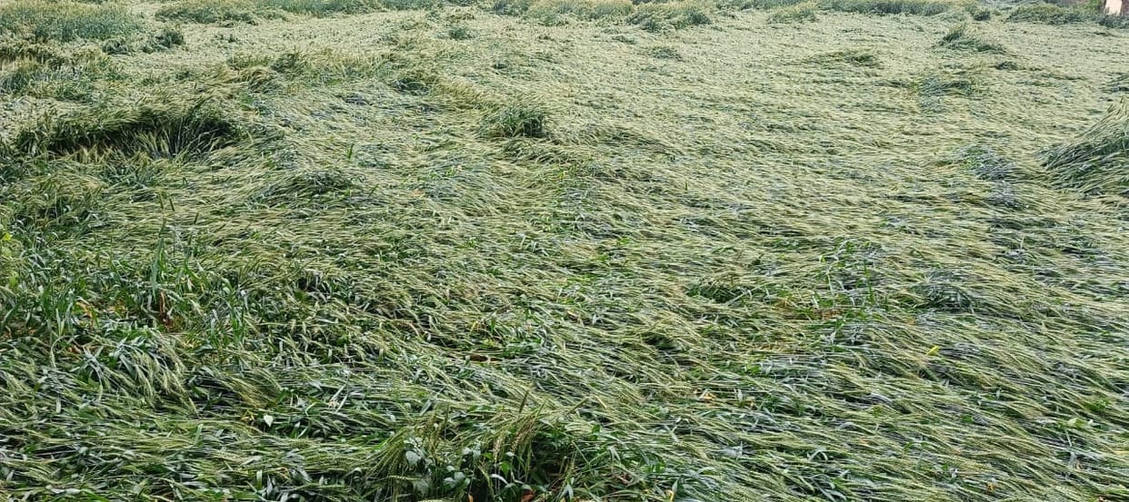 wheat crop damaged by rain