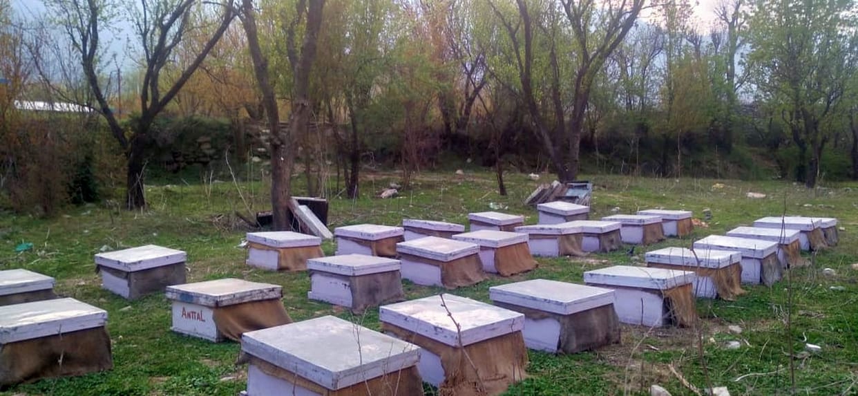 500 boxes of bees reached Kullu for setting fruits