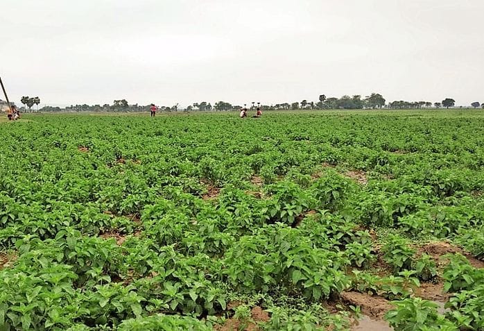 Mentha: Fear of cattle, not concern about sale, farmers' inclination towards farming increased