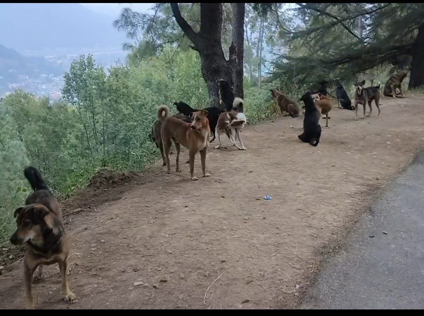 Abandoned dogs become a problem for city residents