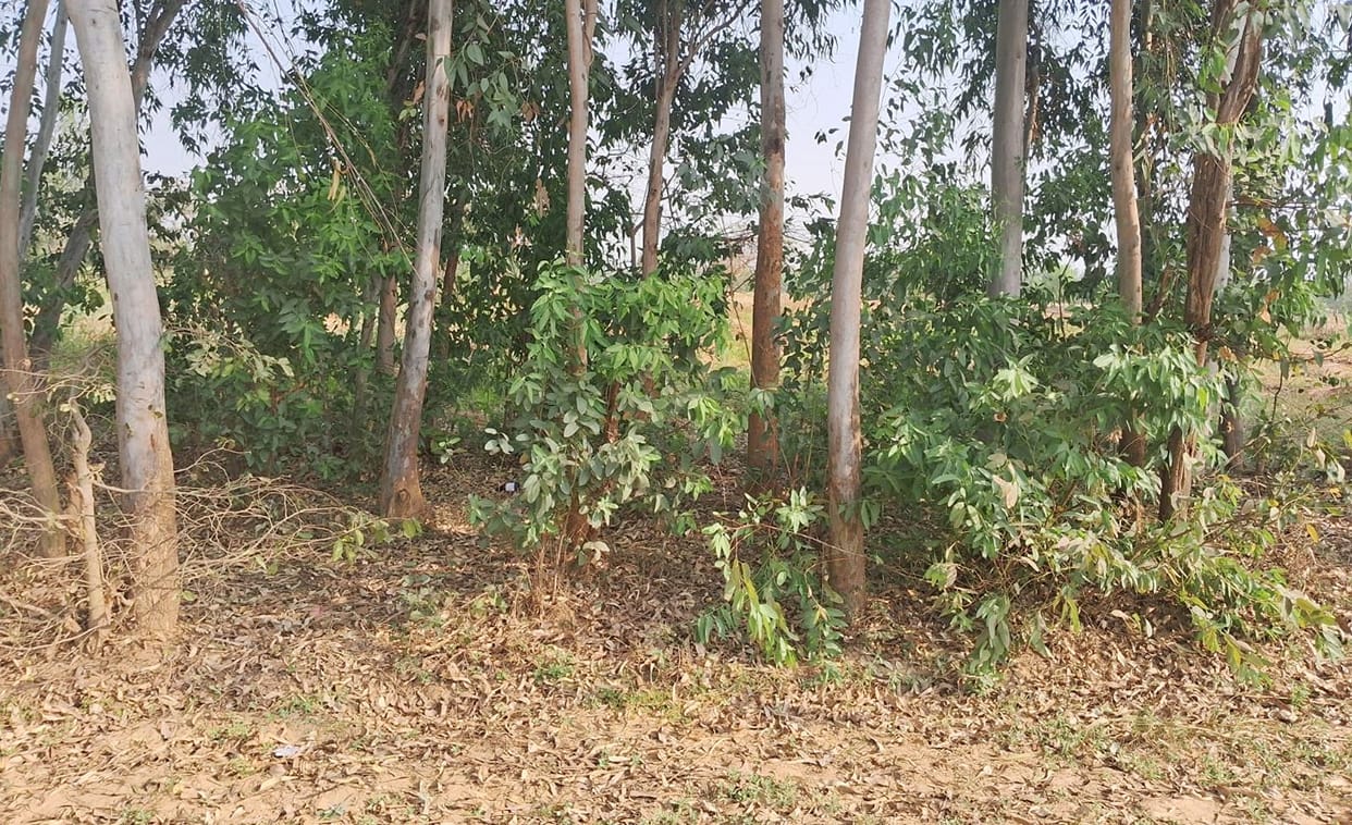Dead body of teenager found in Kaulhai forest