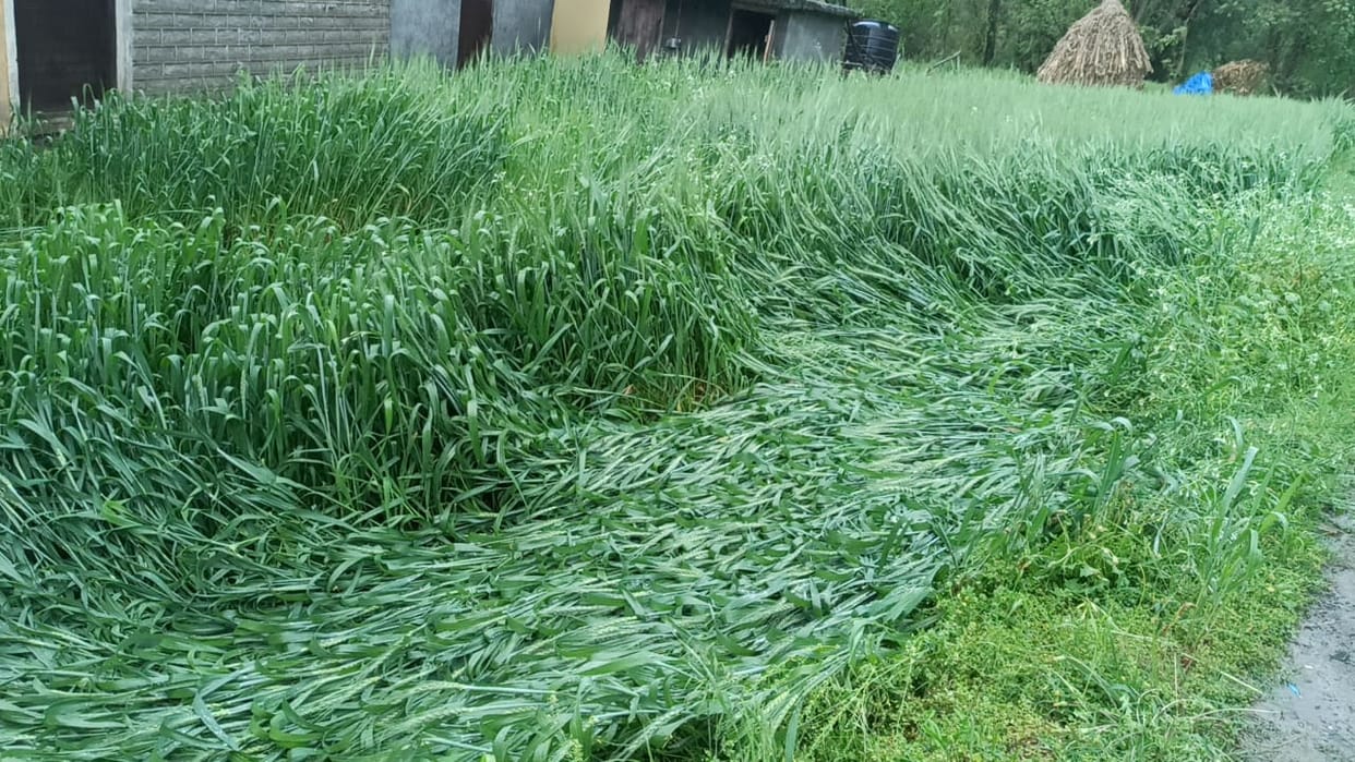 Clouds and rain increased farmers' worries