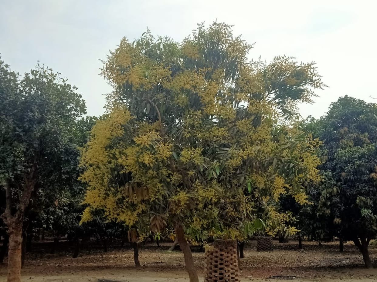 SN Medical College will be expanded in 50 acres of land permission to cut 28 trees granted