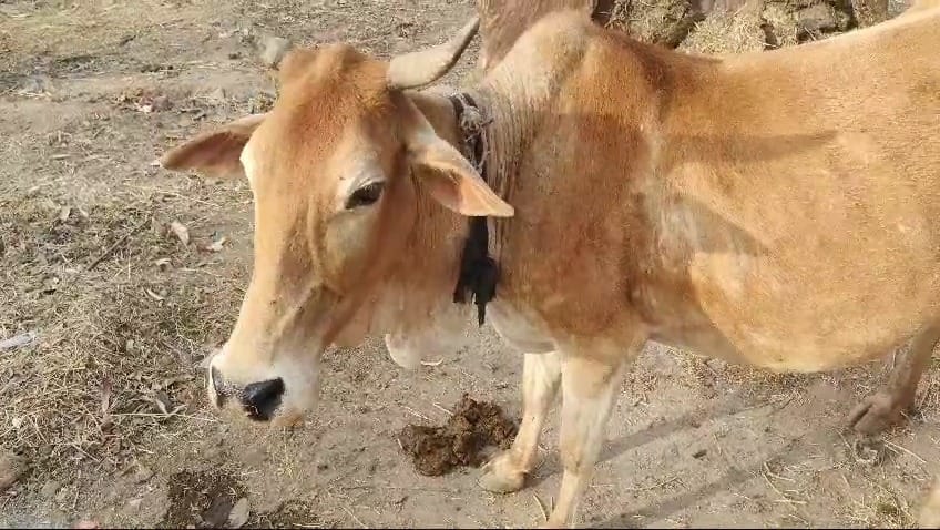 Stray cow knocks down a child, also hits a woman with its horns, has injured more than six people in a week