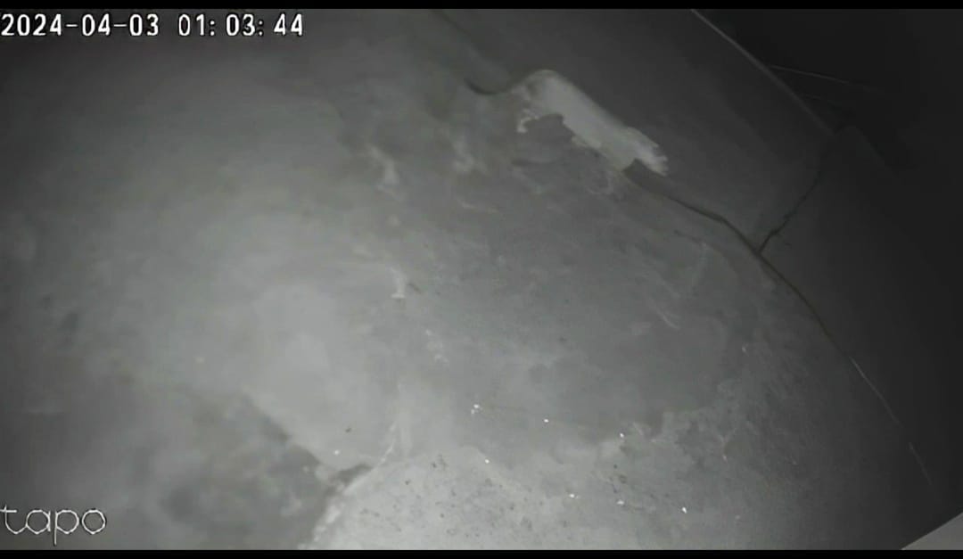 Leopard reached the courtyard of the house, caught on camera