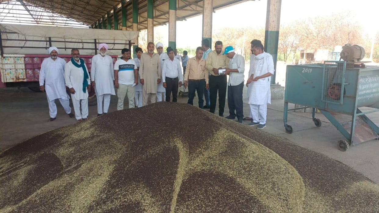 Mustard procurement started again in Badagudha after a year