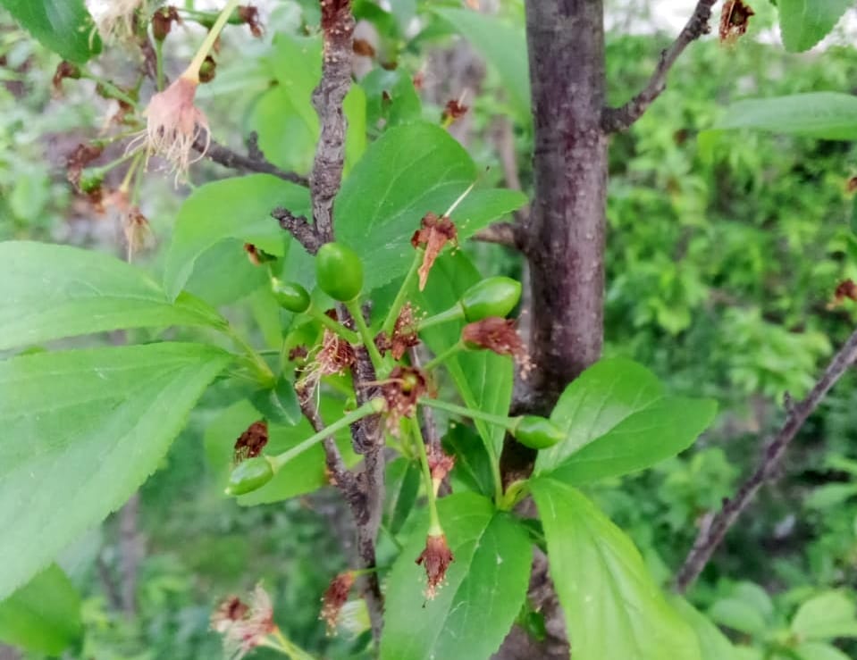 Good yield expected due to good setting of plum