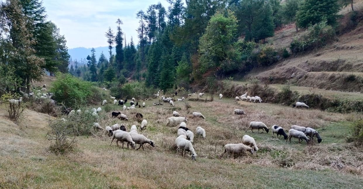 Due to increasing heat in the plains, sheep herders started returning to the mountains
