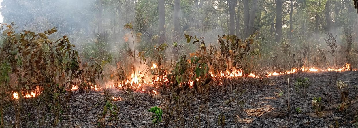 Huge damage to forest wealth due to massive fire in the forests of Sahuwala range.