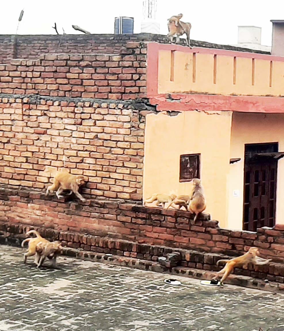 Monkeys and helpless animals are making noise in residential areas, officers said - code of conduct is in force, be careful