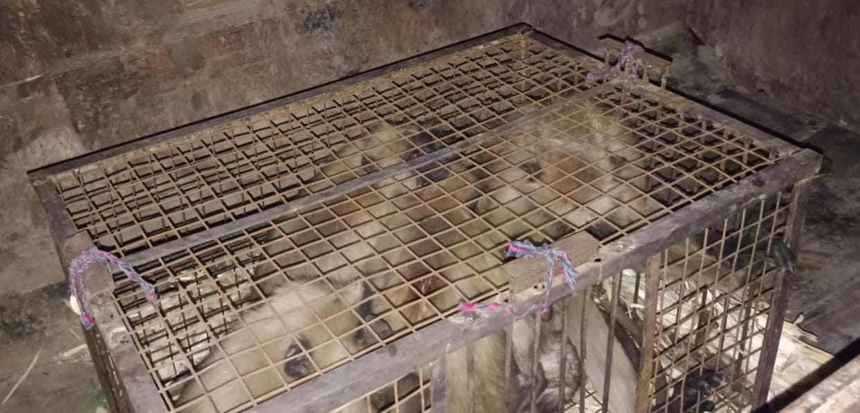 Mathura Team to Rescue monkeys in Damoh, released monkeys in the forest