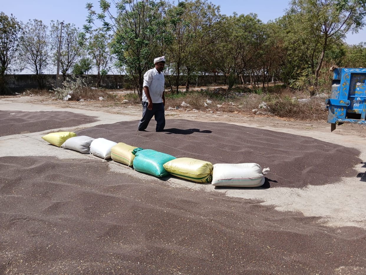 1,33,711 quintals of mustard yet to be lifted