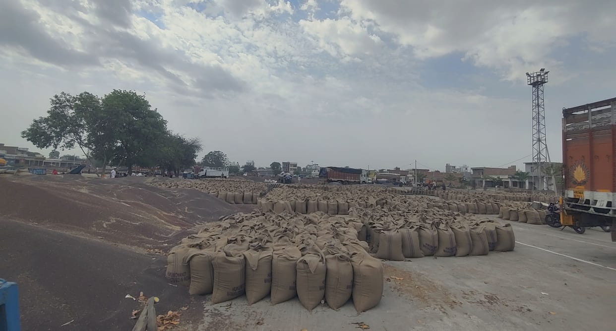 Amidst the continuously worsening weather, seven and a half lakh mustard bags are lying in ten markets of the district, except Bhiwani, now the markets will remain closed for two days.