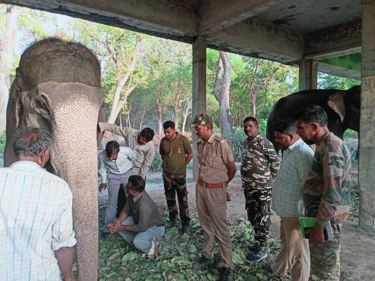 Pawankali, the female elephant who is helpful in preventing human-wildlife conflict, is ill.