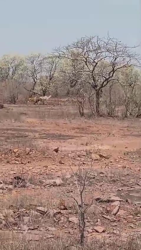 Damoh News Water crisis in Tendukheda forest river dried up and leaves fell from trees