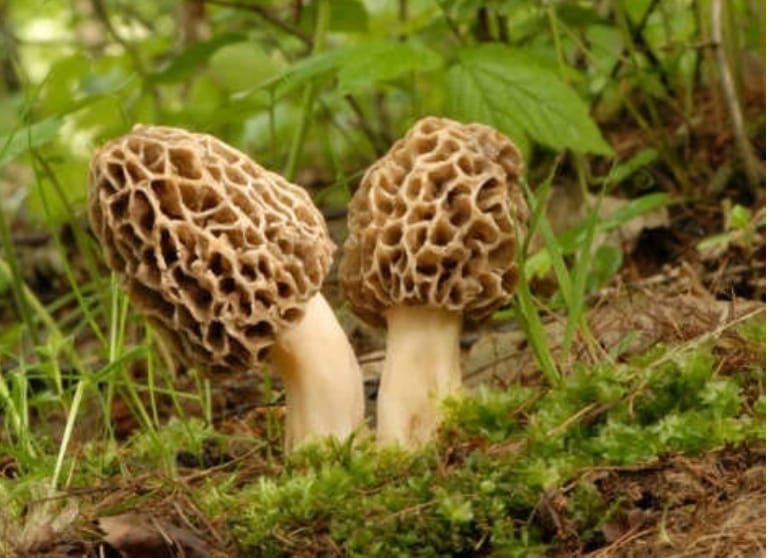 Markula esculenta, Rohru, Chaupal, Kupvi, Himachal Pradesh