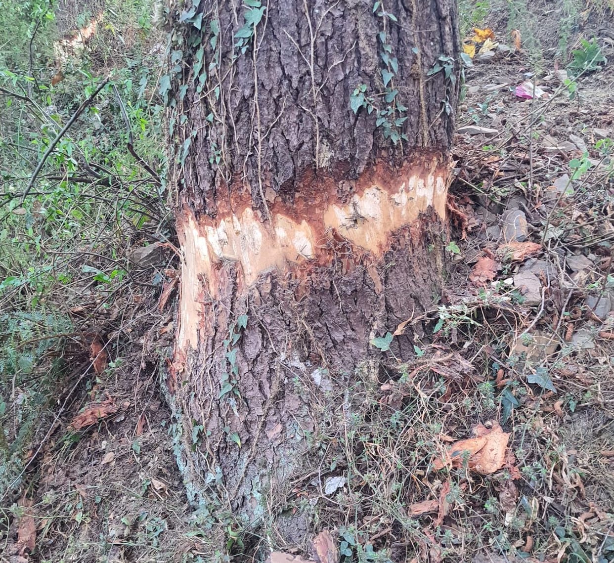 Smugglers tried to dry 15 cedar trees