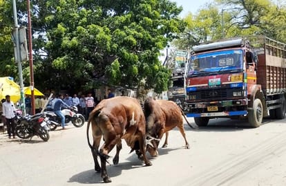 Bulls enter CHC in Ujhani while fighting pregnant woman injured in Budaun