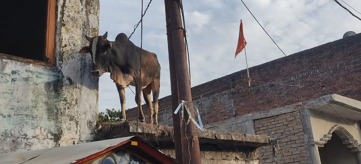 The bull mounted on the roof was brought down with difficulty