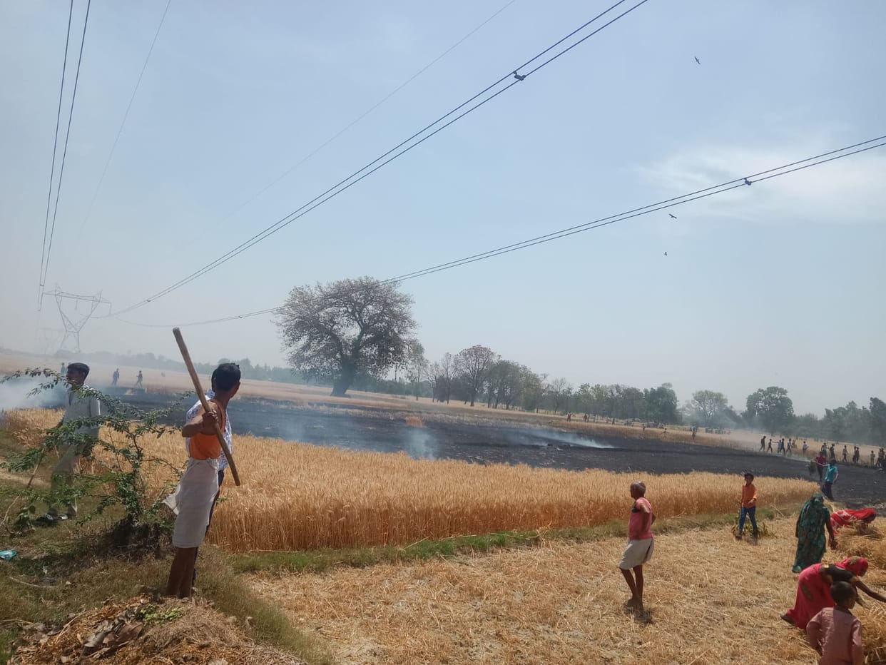 20 acres of wheat crop burnt to ashes due to short circuit