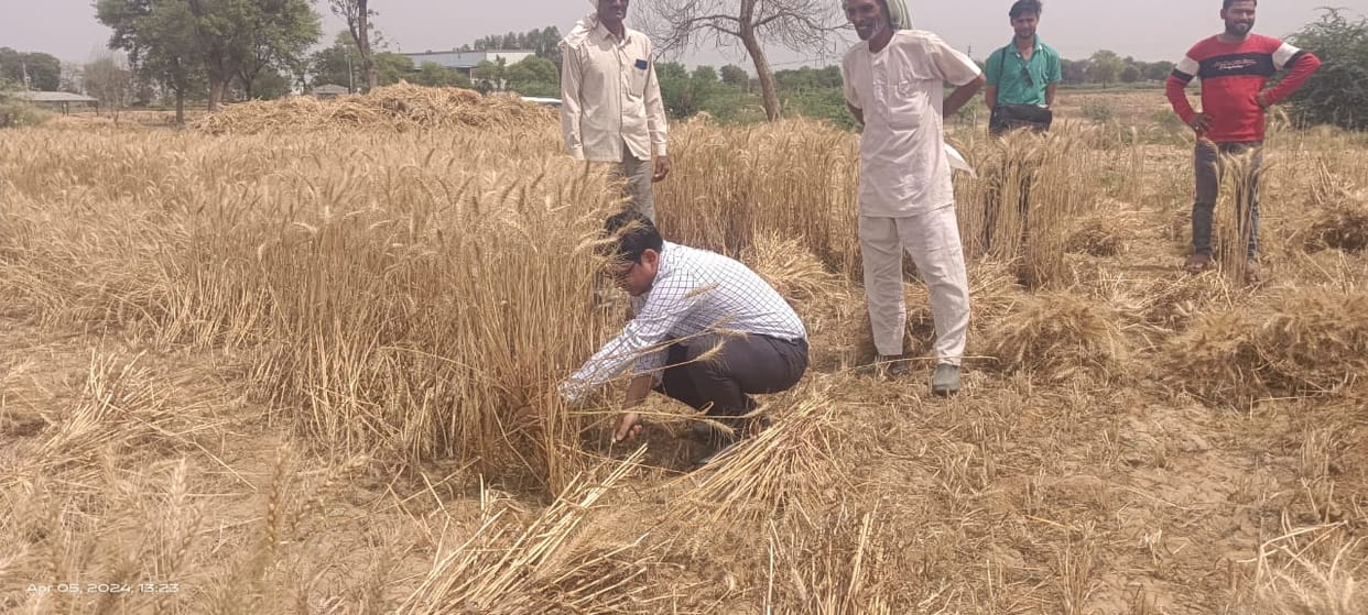 SDM cuts wheat in the field, video goes viral