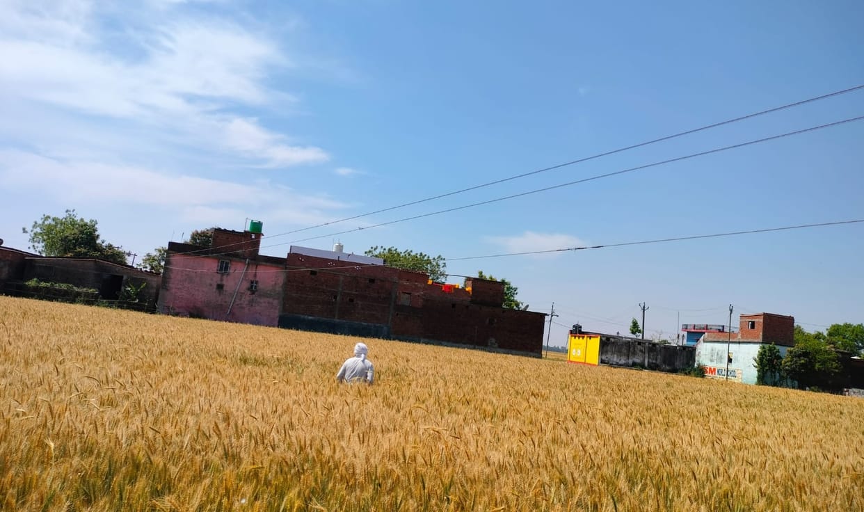 Gold is burning, farmers are crying